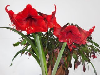 Amaryllis et schlumbergera en fleurs