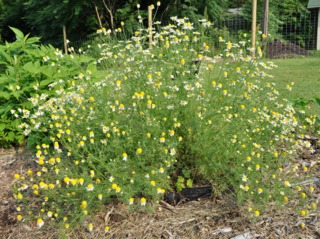 Anthémis fétide, Anthemis cotula
