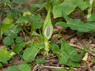 Arum maculatum
