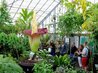 Arum titan, Amorphophallus titanum
