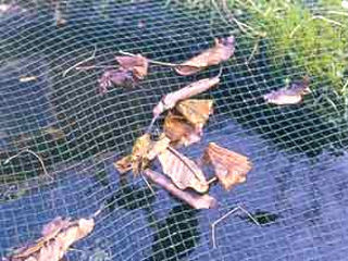 filet anti chute des feuilles D.R. passionbassin.com