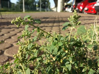 Chenopodium vulvaria