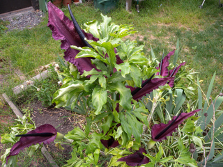 Dracunculus vulgaris, serpentaire
