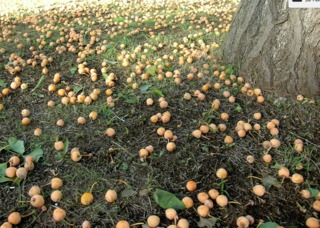 Ovules de Ginkgo biloba femelle