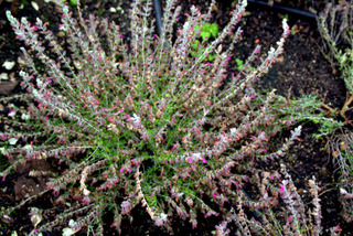 Germandrée des chats, Teucrium marum