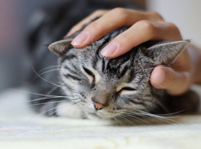 Chat