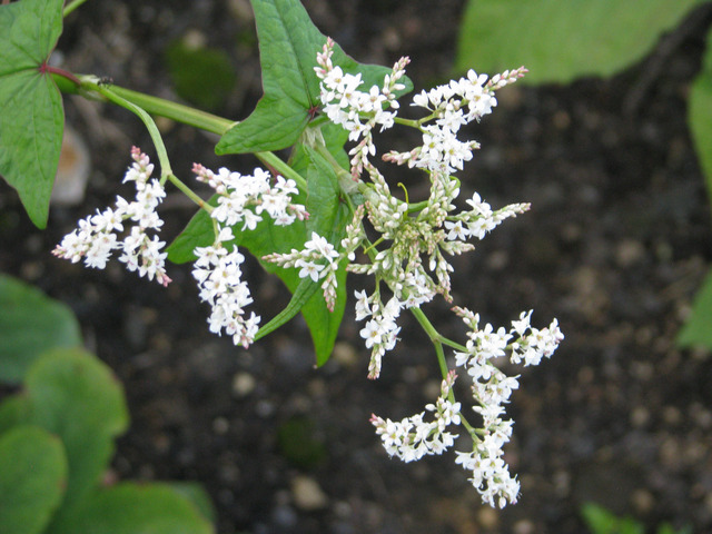 Fagopyrum dibotrys, épinard d'Asie : fleurs