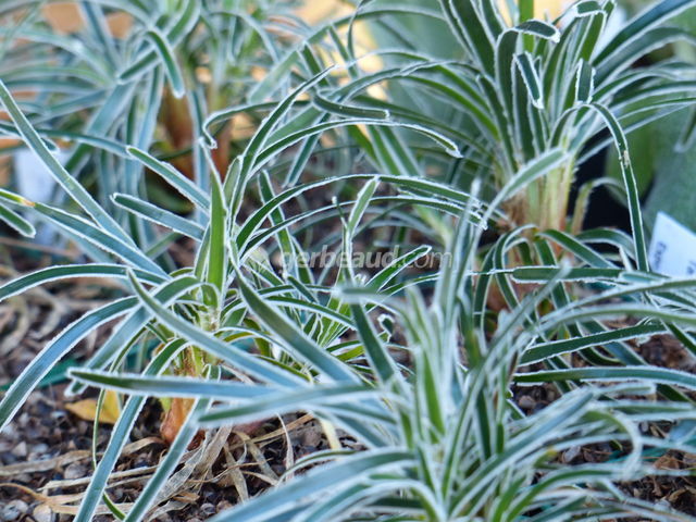 Ficinia truncata 'Ice Crystal' (feuillage)