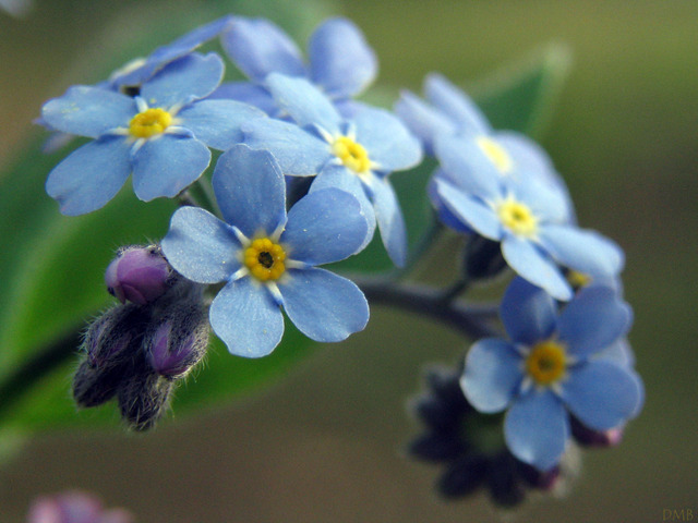 Myosotis