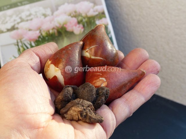 Bulbes de tulipes et d'anémones - mélange Novaflore