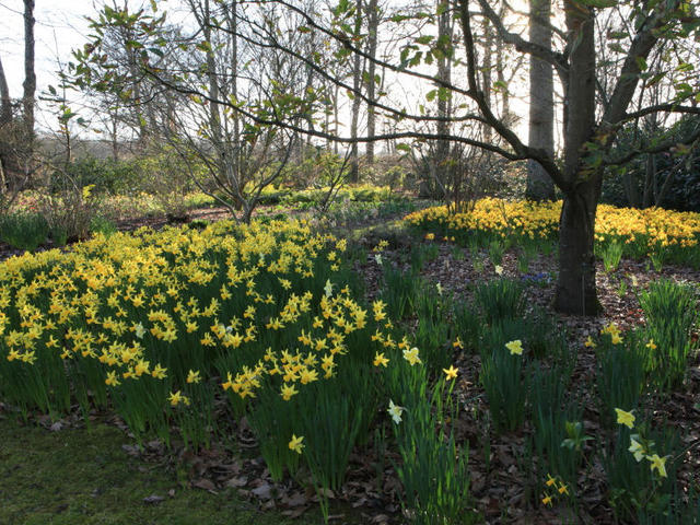 Jardin de JP Coffe - tapis de narcisses