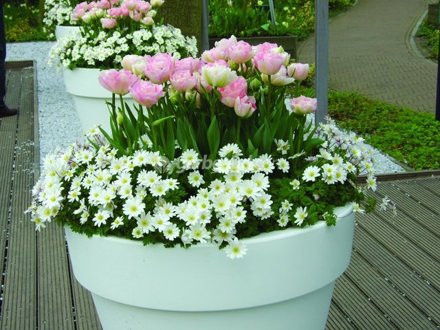 Mélange rétro - tulipes et anémones - Novaflore