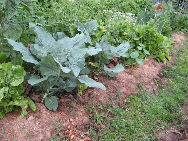 Rang paillé au potager