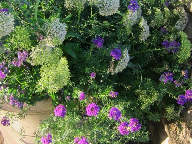 Trachelium caeruleum ‘Umbrella White’, Verbena 'Imagination'