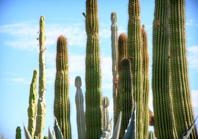 Cultiver des cactus en extérieur