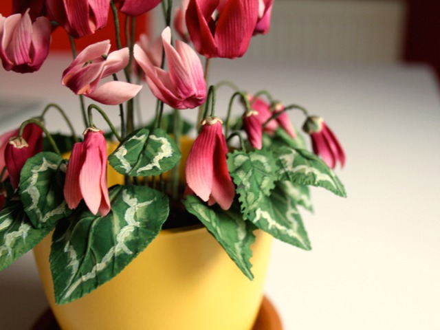 Petites plantes d'intérieur pour petits espaces - Blog Promesse de fleurs