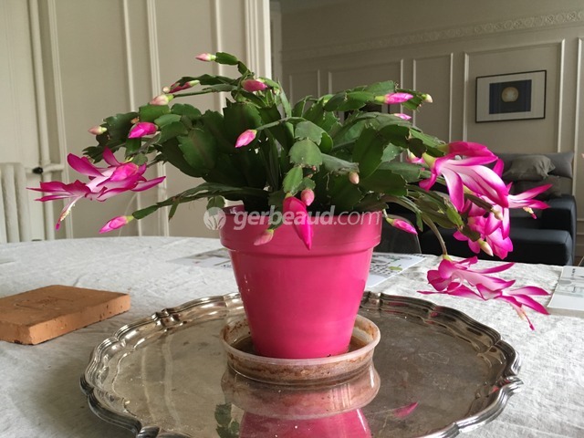 3 plantes d'intérieur fleuries et faciles d'entretien