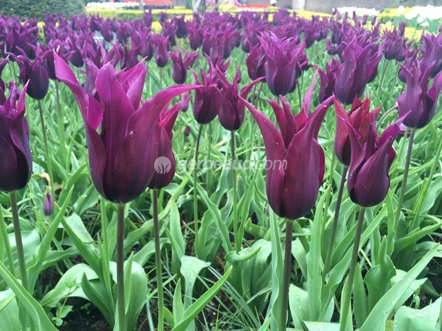 Tulipes : les différentes formes de fleurs