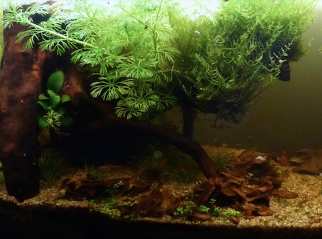 Aquascaping : paysage terrestre