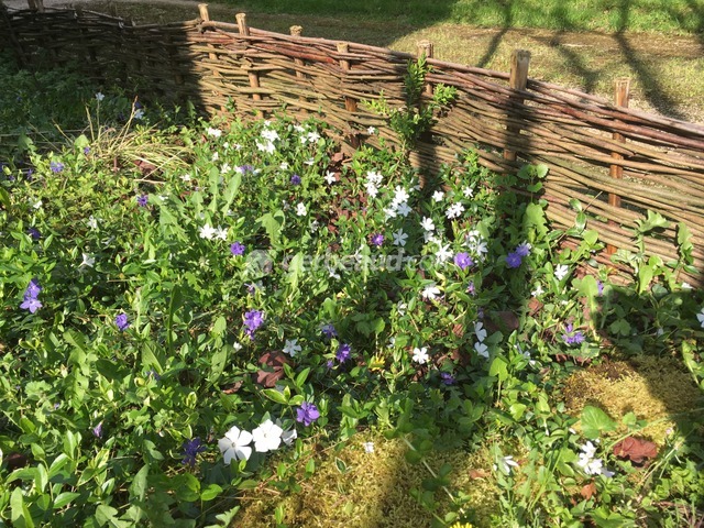 Bordure en plessis d'osier