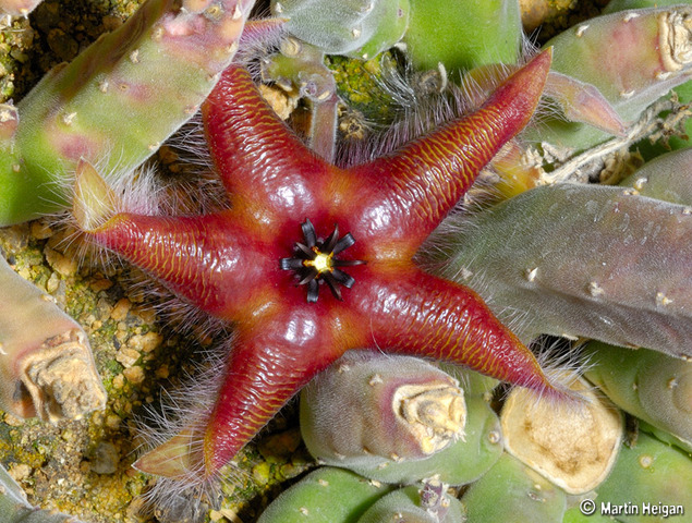 Fleur de Stapelia asterias 