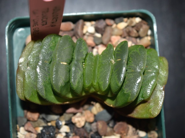 Haworthia truncata cv. 'lime green'