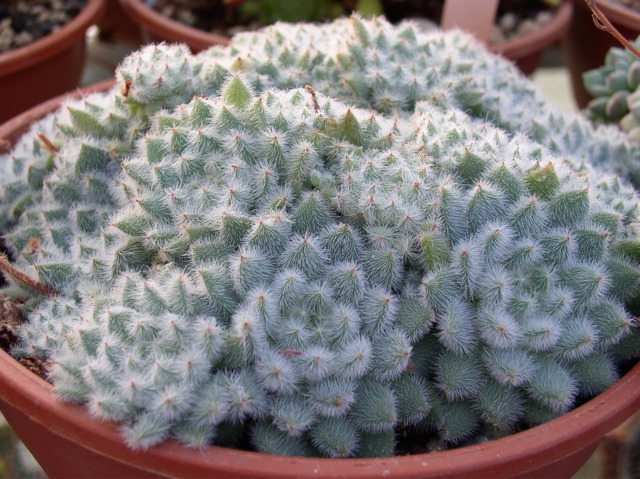 Echeveria setosa minor