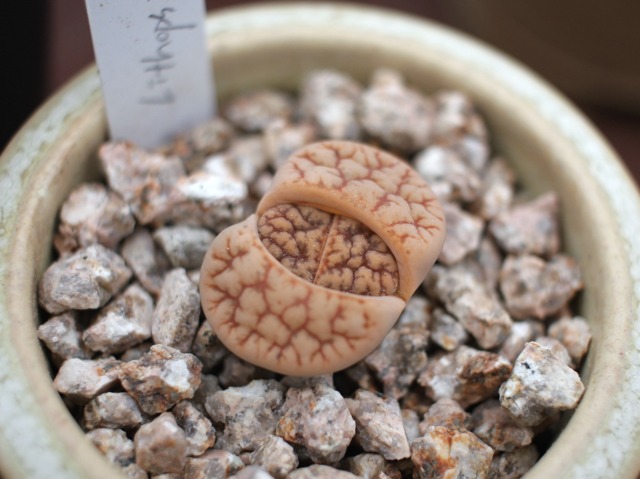Lithops Pseudotruncatella x L. dinteranthus hyb. 'Talisman'