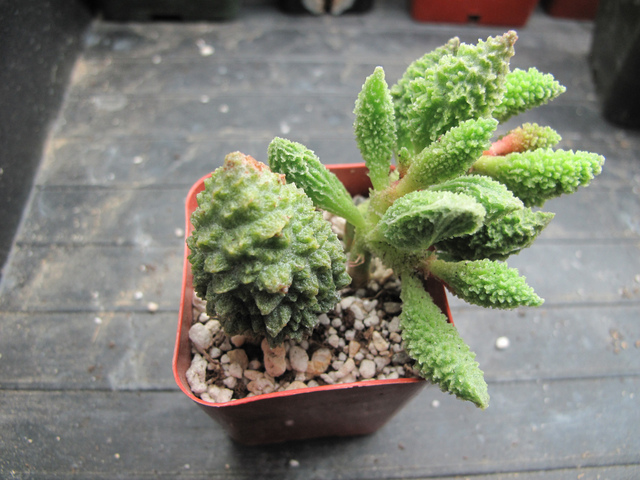  Adromischus herrei