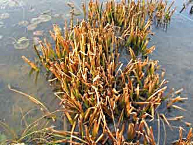 Pontederia cordata - taille hivernale