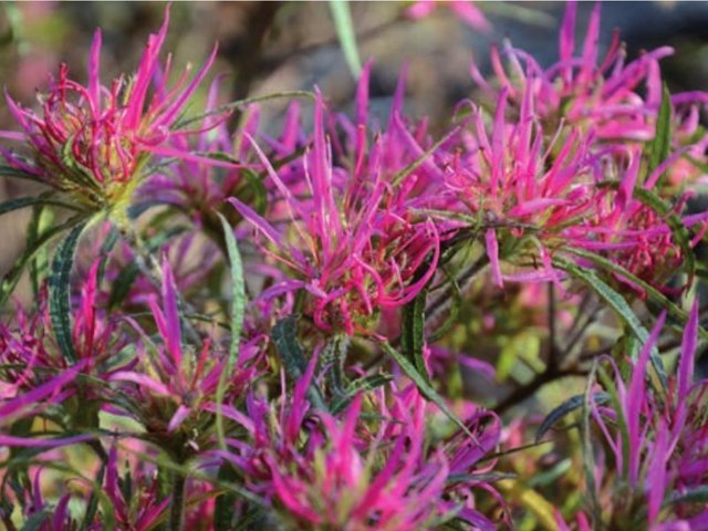 Rhododendron macrosepalum linearifolium