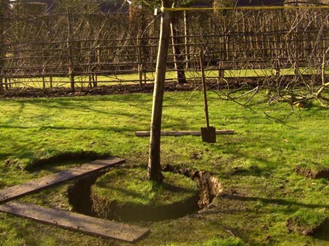 Transplantation d'un grand arbre