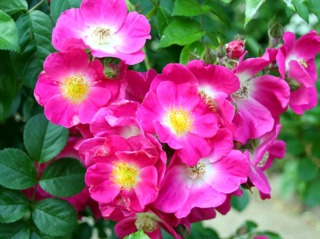 Rosier 'American Pillar'