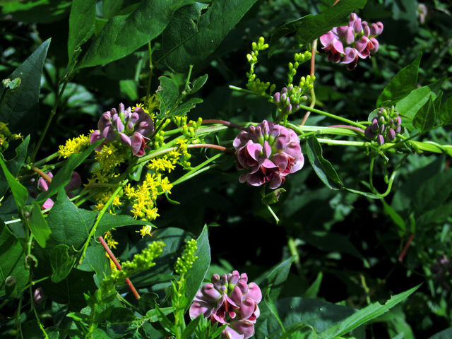 Glycine tubéreuse, Apios americana : semis, entretien, récolte