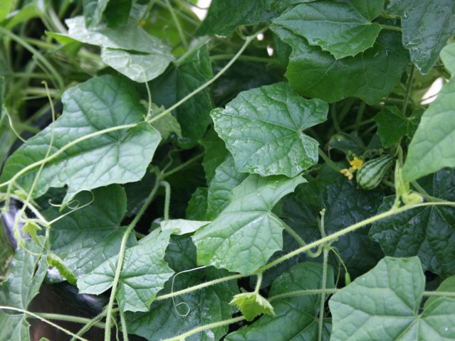 Cucamelon, Melothria scabra : semis, culture, recette
