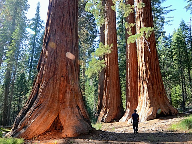 Sequoiadendron