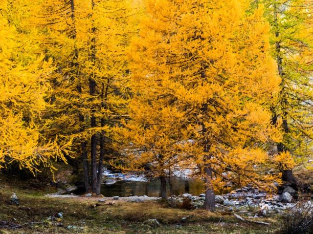 Mélèzes en automne, Larix decidua