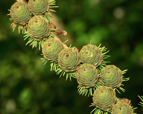 Cônes de mélèze hybride (Larix)