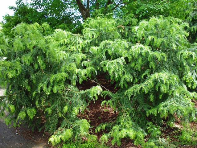 Cephalotaxus sinensis