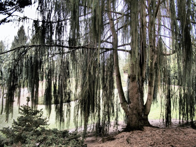 Picea abies 'Virgata'