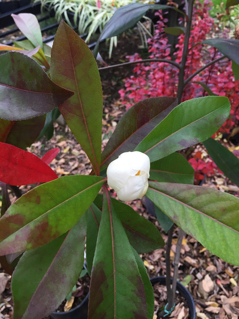 Gordlinia grandiflora : floraison