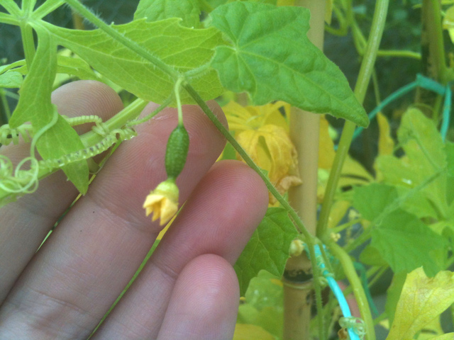 Cucamelon / mini pastèque (Melothria scabra), Les Uniques