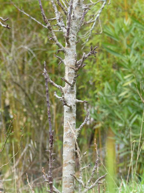 columna poma (tronc)
