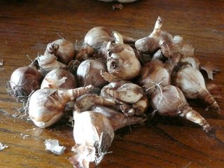 Bulbes de narcisses