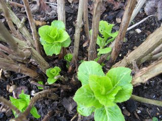 Hortensia taille