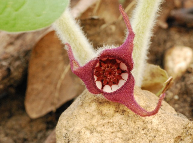 Fleur d'Asarum canadense