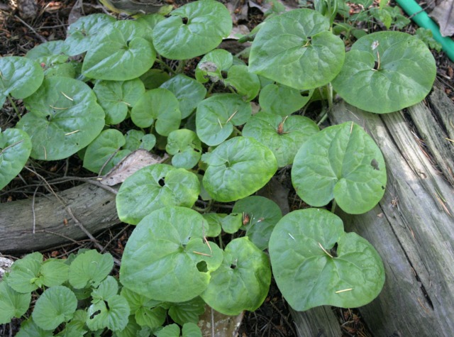 Asarum caudatum