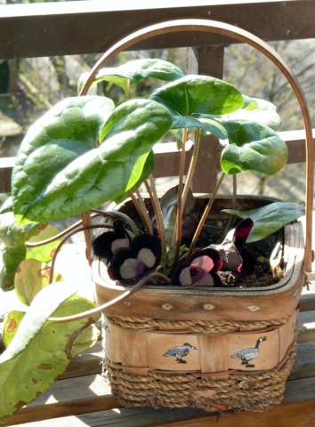 Petite potée d'Asarum maximum