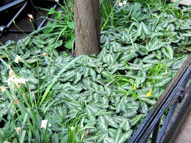 Asarum splendens