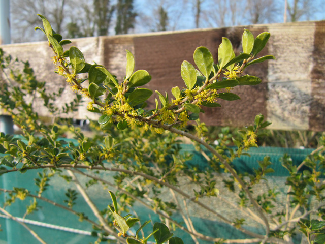 Azara microphylla en fleurs